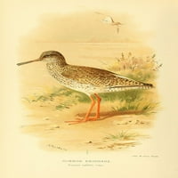 Птици на британските острови Redshank, обикновен отпечатък от плакат от Арчибалд Торбърн